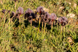 Al-Arz;Iris;Iris-Cedreti;Kaleidos;Kaleidos-images;Lebanon;Middle-East;Near-East;Proche-Orient;Tarek-Charara;Flowers;Endemic;Endangered-species;Endemic-species;Critically-endangered;Critically-endangered-species